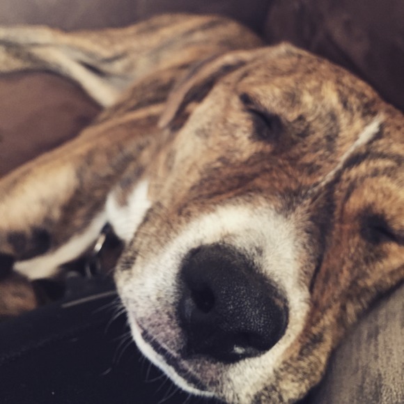 Meet your Posher, Audrey - Picture 1 of 1